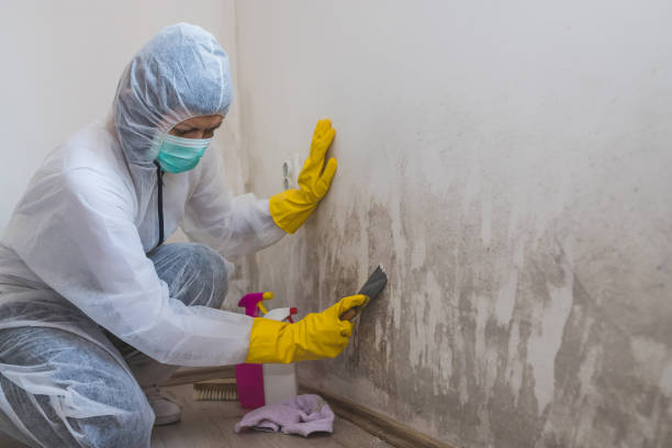 Best Emergency Mold Remediation  in Dellwood, MN