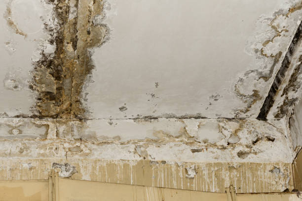 Best Forensic Mold Investigation  in Dellwood, MN