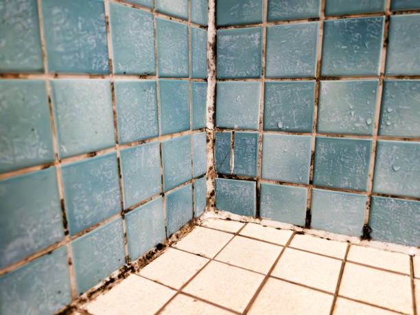 Best Mold Damage Restoration  in Dellwood, MN